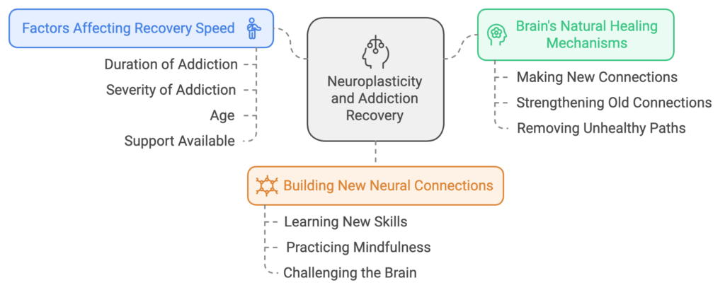 How Long to Rewire Brain from Addiction: Recovery Guide neuroplasticity and addiction recovery